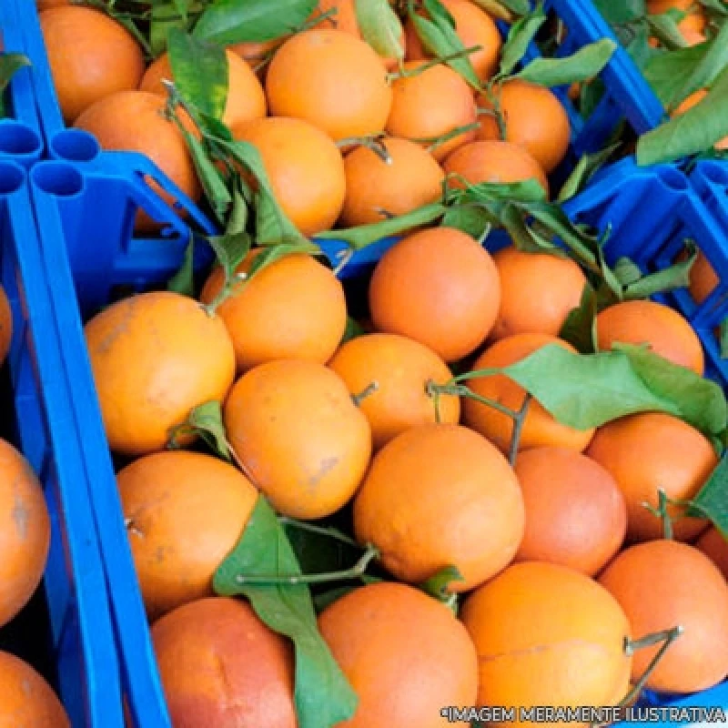 fornecedor de frutas de escritório